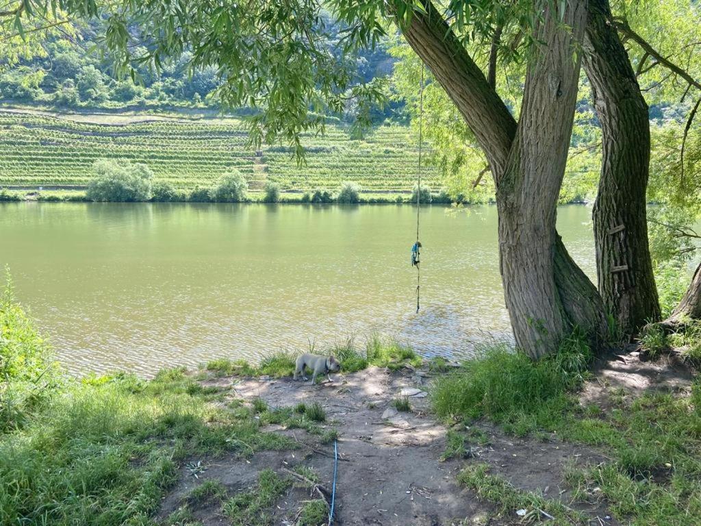 Lieblingsplatz Koblenz Villa Coblenza Esterno foto